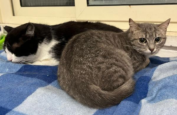 Sissy & Misty, Mamma E Cucciola Adottiva